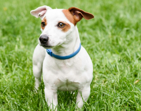 Should You Use Flea Collars or Drops?